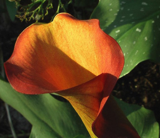 Zantedeschia hybrida 'Flame' / 'Rina'