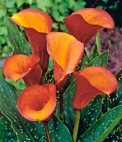 Zantedeschia hybrida 'Flame' / 'Rina'