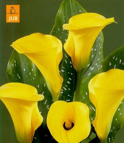 ZantedesChia hybrida 'Gold Label' / 'Summer Sun'
