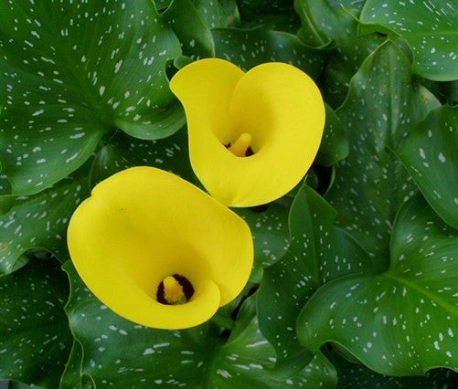 ZantedesChia hybrida 'Gold Label' / 'Summer Sun'