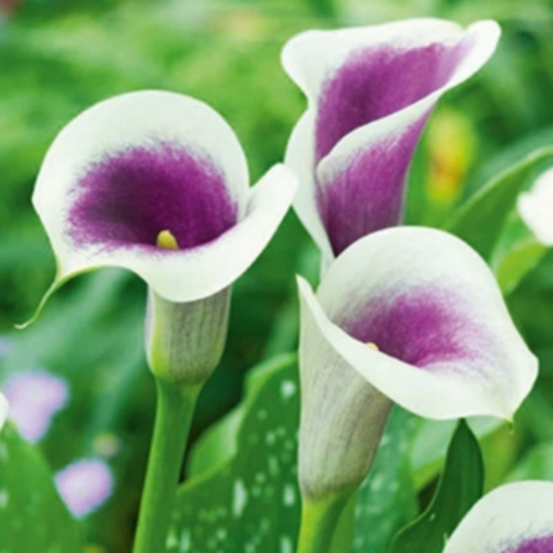 ZantedesChia hybrida 'Picasso'