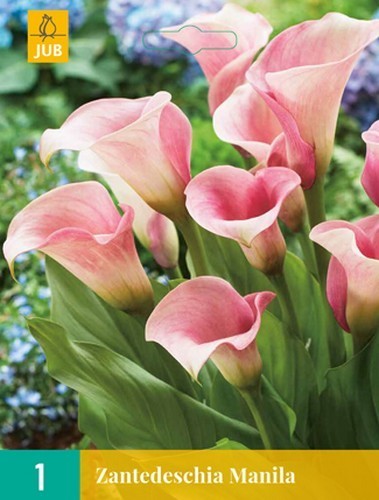 ZantedesChia hybrida 'Pink Diamond' / 'Manila'