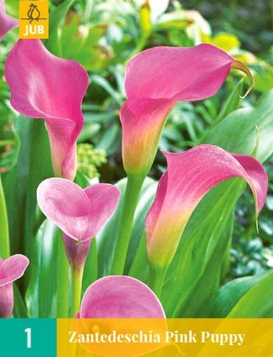 ZantedesChia hybrida 'Pink Puppy' / 'Garnet Glow'