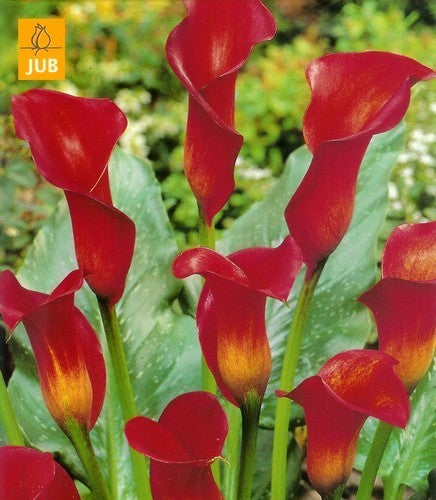 ZantedesChia hybrida 'Red Alert'