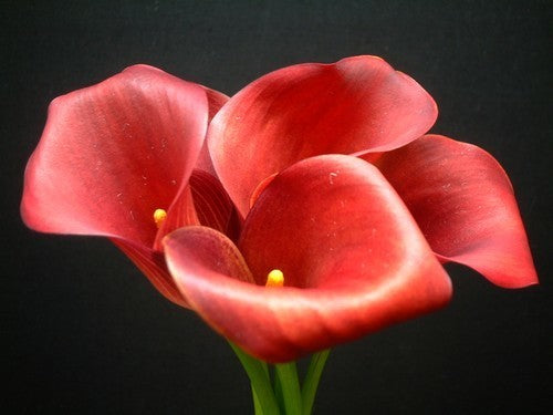 ZantedesChia hybrida 'Red Alert'