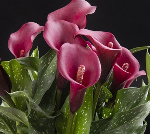 ZantedesChia hybrida 'Royal Valentine'