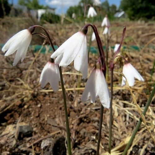 Acis autumnalis 'September Snow'