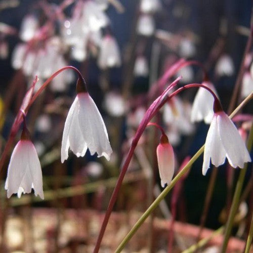 Acis autumnalis 'September Snow'