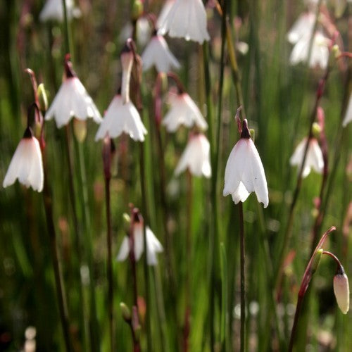 Acis autumnalis 'September Snow'