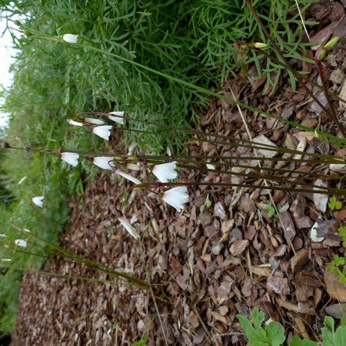 Acis autumnalis 'September Snow'