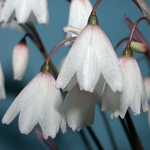 Acis autumnalis 'September Snow'