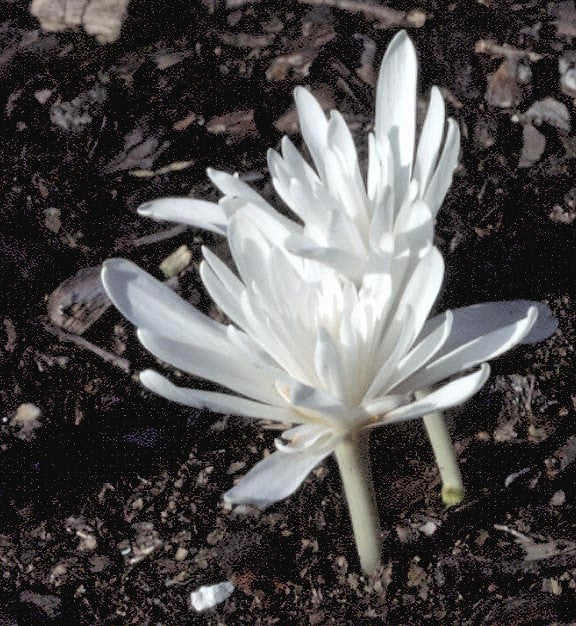 Colchicum autumnale 'Alboplenum'