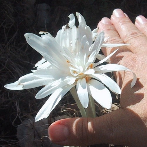 Colchicum autumnale 'Alboplenum'