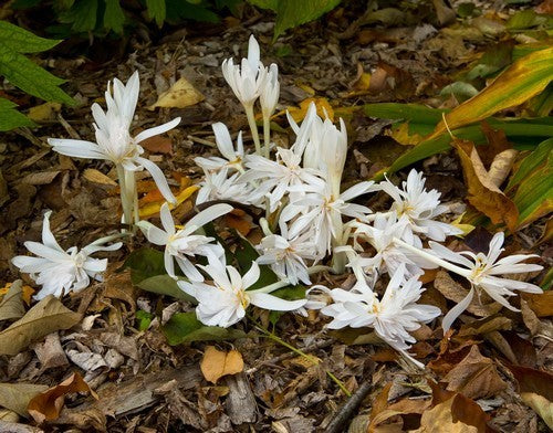 Colchicum autumnale 'Alboplenum'