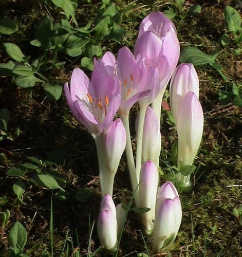 Colchicum byzantinum 'Giant'