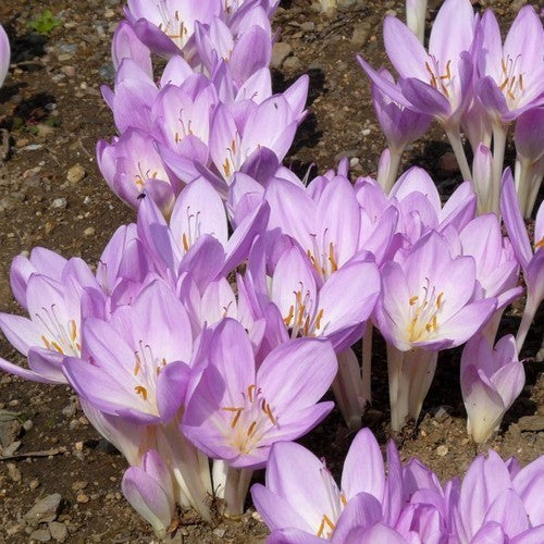 Colchicum byzantinum 'Giant'