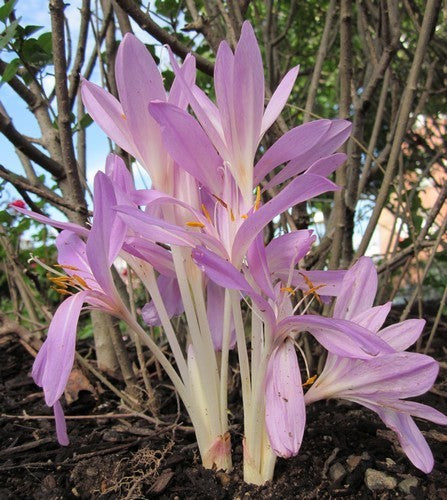 Colchicum byzantinum 'Giant'