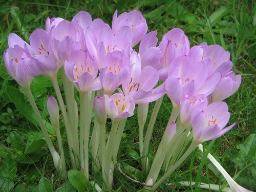 Colchicum byzantinum 'Giant'