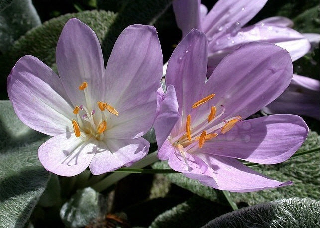 Colchicum byzantinum 'Giant'