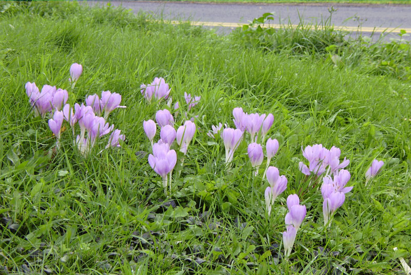 Colchicum byzantinum 'Giant'