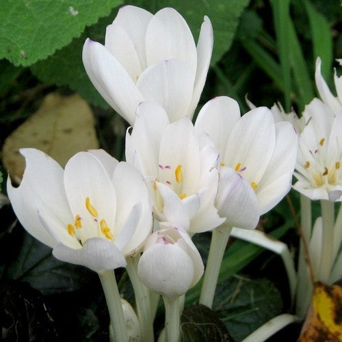 Colchicum autumnale 'Album'