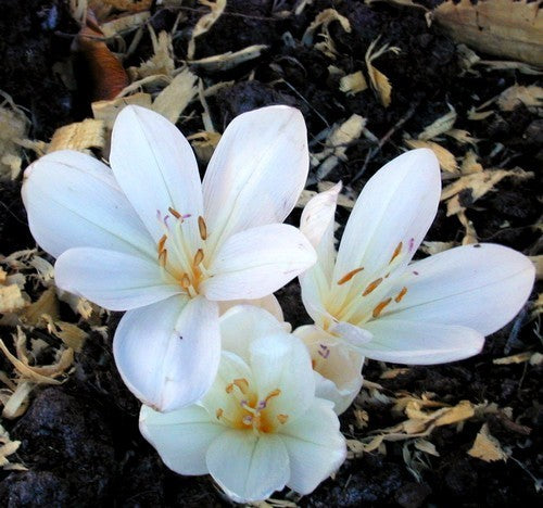 Colchicum autumnale 'Album'