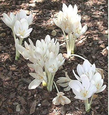 Colchicum autumnale 'Album'