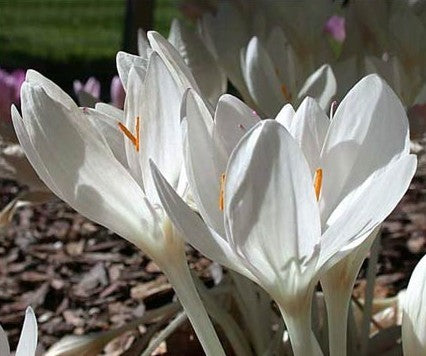 Colchicum autumnale 'Album'