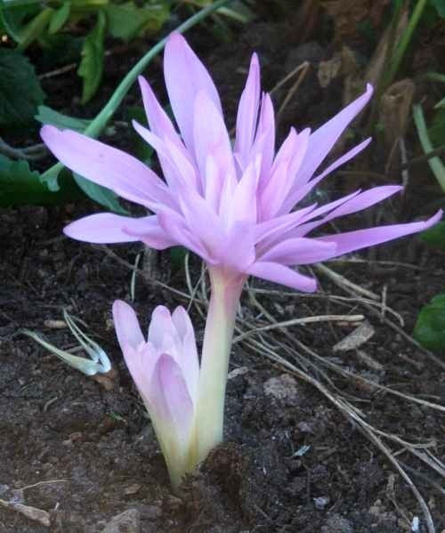 Colchicum 'Waterlily'
