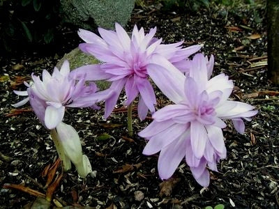 Colchicum 'Waterlily'