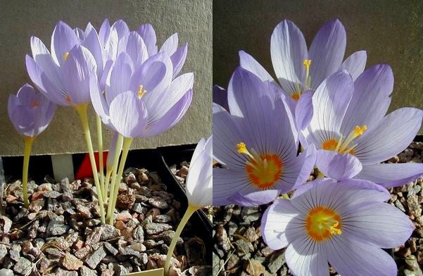 Crocus kotschyanus