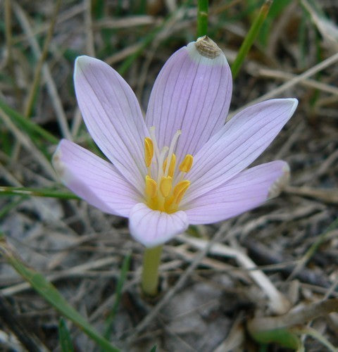Crocus kotschyanus