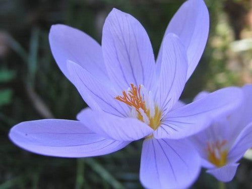 Crocus kotschyanus