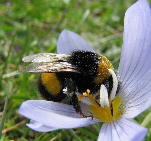 Crocus kotschyanus