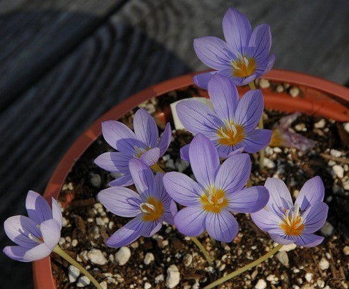 Crocus kotschyanus