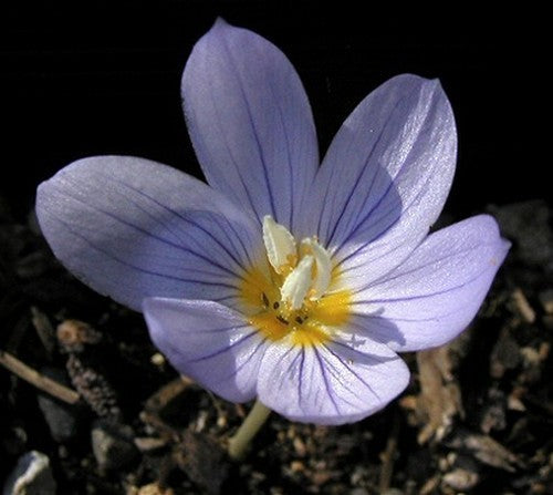 Crocus kotschyanus