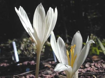 Crocus kotschyanus 'Albus'
