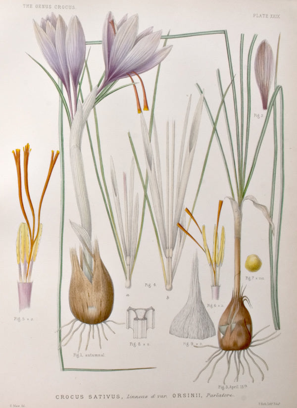 Crocus sativus