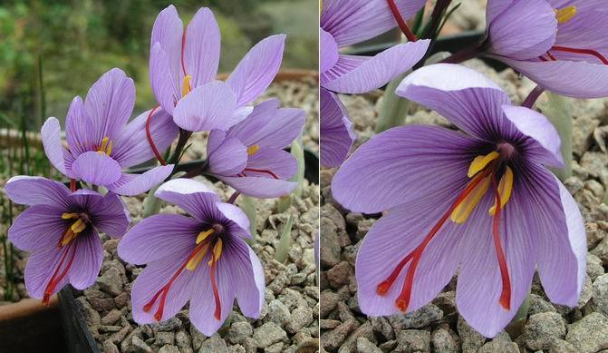 Crocus sativus