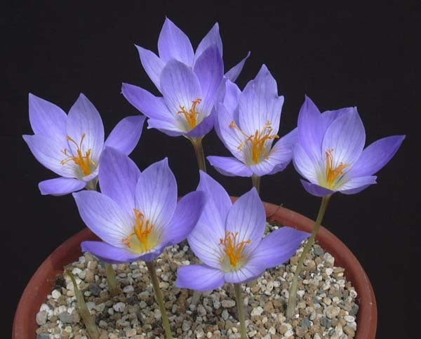 Crocus speciosus 'Conqueror'