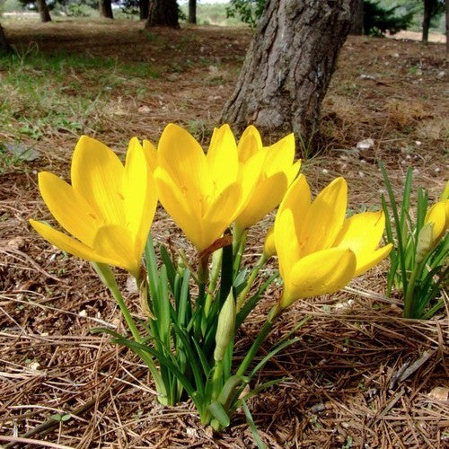 Sternbergia lutea