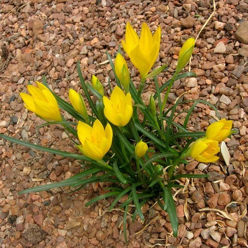 Sternbergia lutea