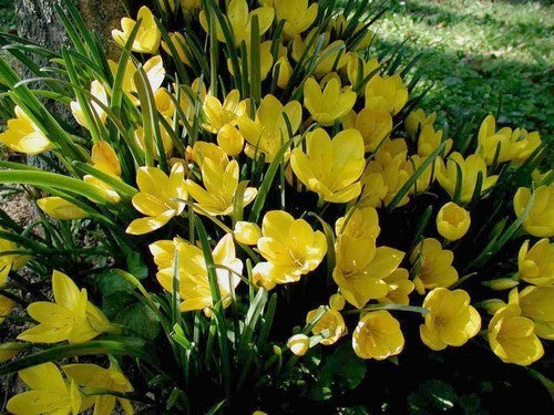 Sternbergia lutea