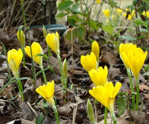 Sternbergia lutea