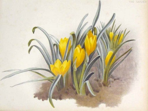 Sternbergia lutea