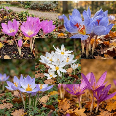 Jubileumpakket Herfstbloeiers