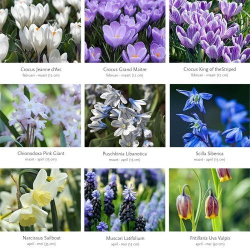 Bollenpakket 'BIO Flower Bulbs'