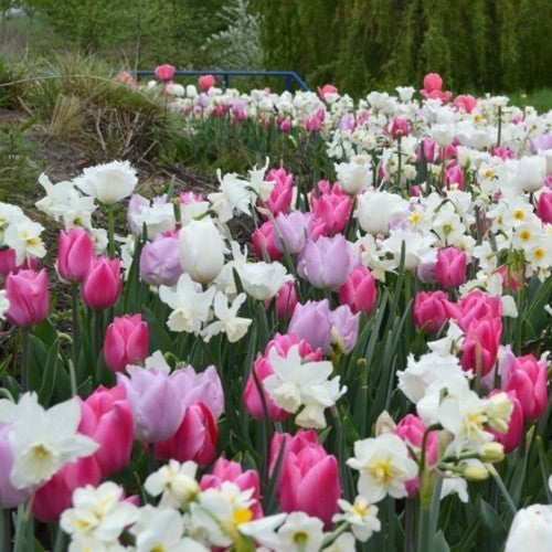 Bollenpakket 'Massive Spring'