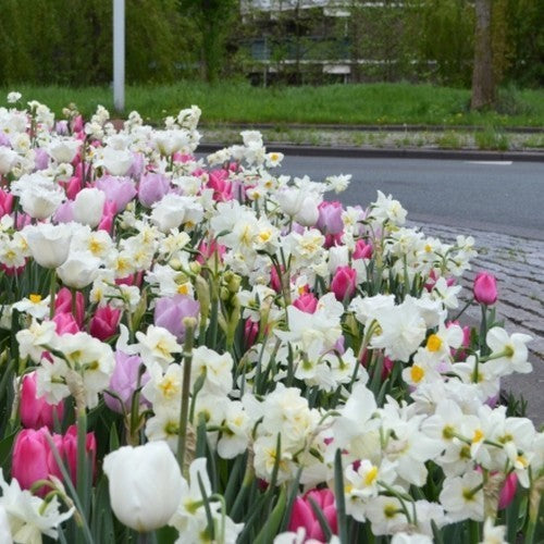 Bollenpakket 'Massive Spring'