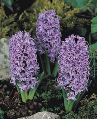 Hyacinthus 'Blue Jacket'